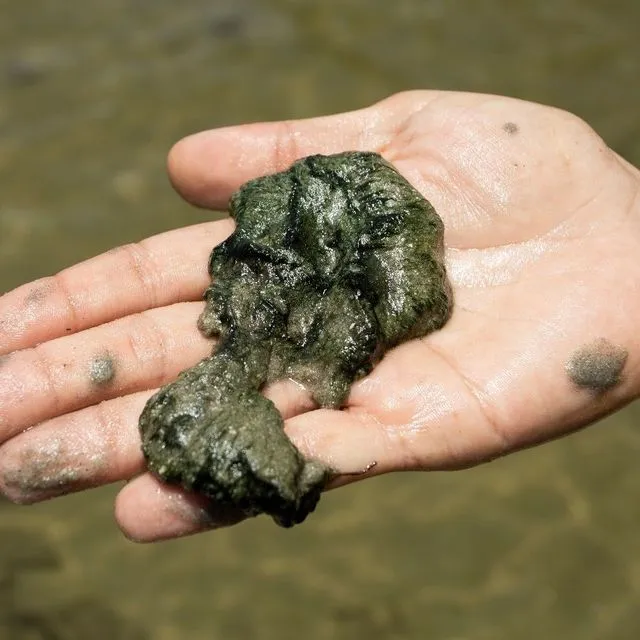 thumbnail for publication: Water Quality in the Floridan Aquifer Region